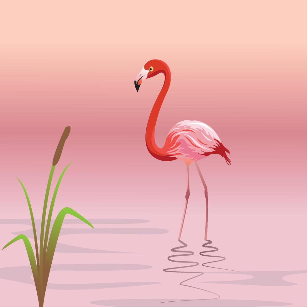 Flamingo in water vector