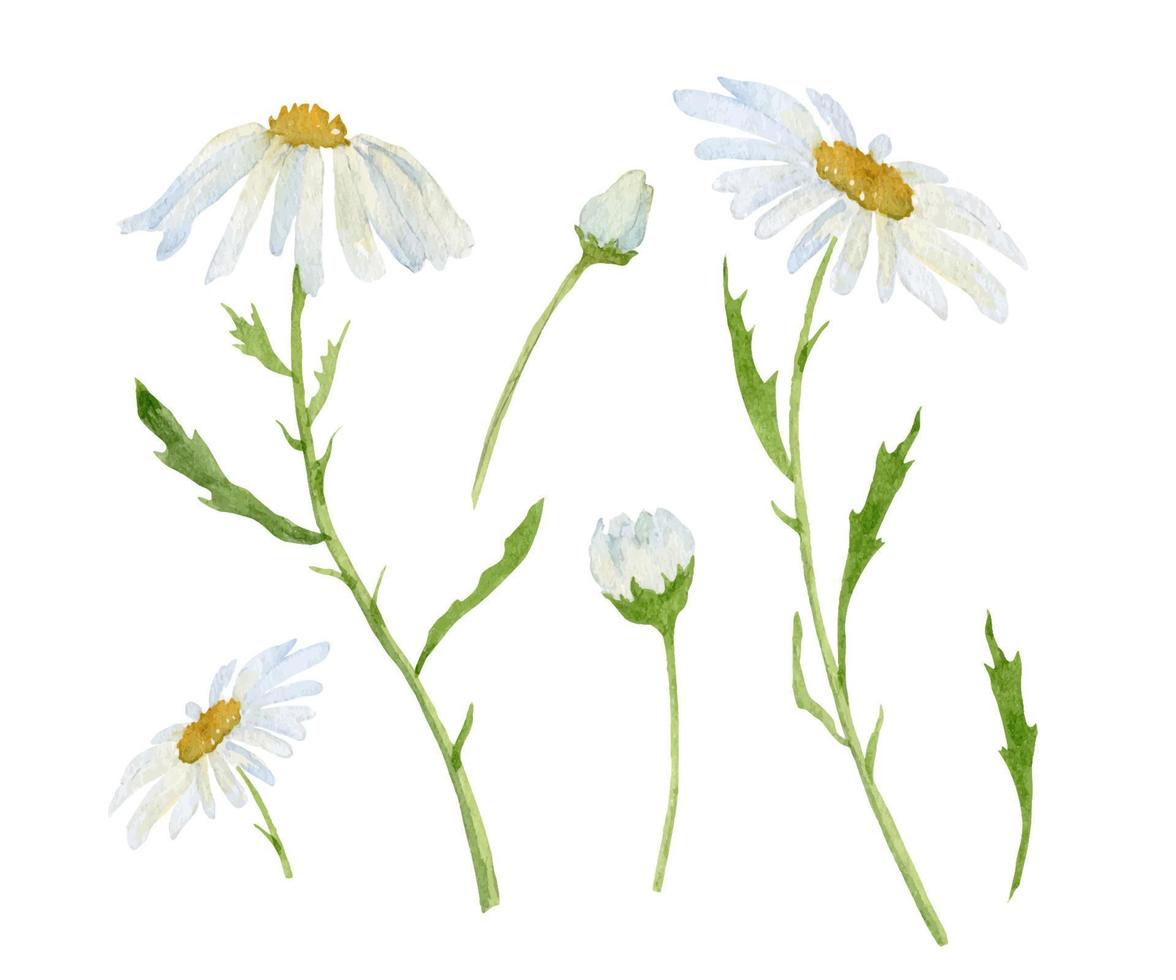 Watercolor Daisy. Hand drawn vector illustration of Chamomile. Set of white blossom Flowers on isolated background. Drawing for wedding design or invitation cards