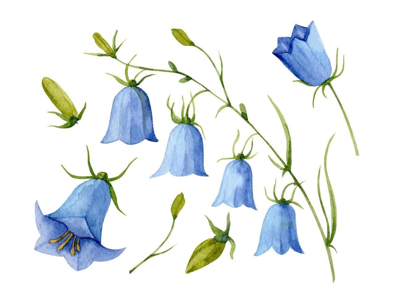 Watercolor Blue Bell Flower. Hand drawn vector set with bellflower. Illustration of Campanula on white isolated background. Drawing for wedding design or invitation cards