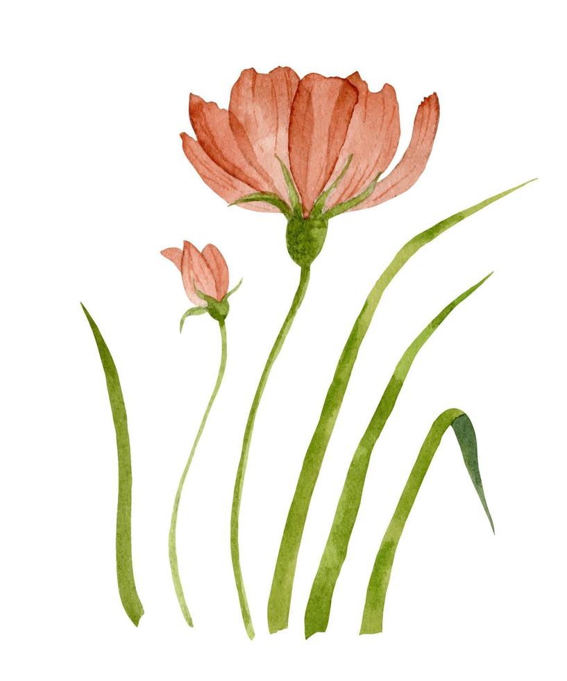Watercolor Red Flower with green Grass. Hand drawn vector floral illustration. Isolated elements on white background. Drawing for wedding design or invitation cards