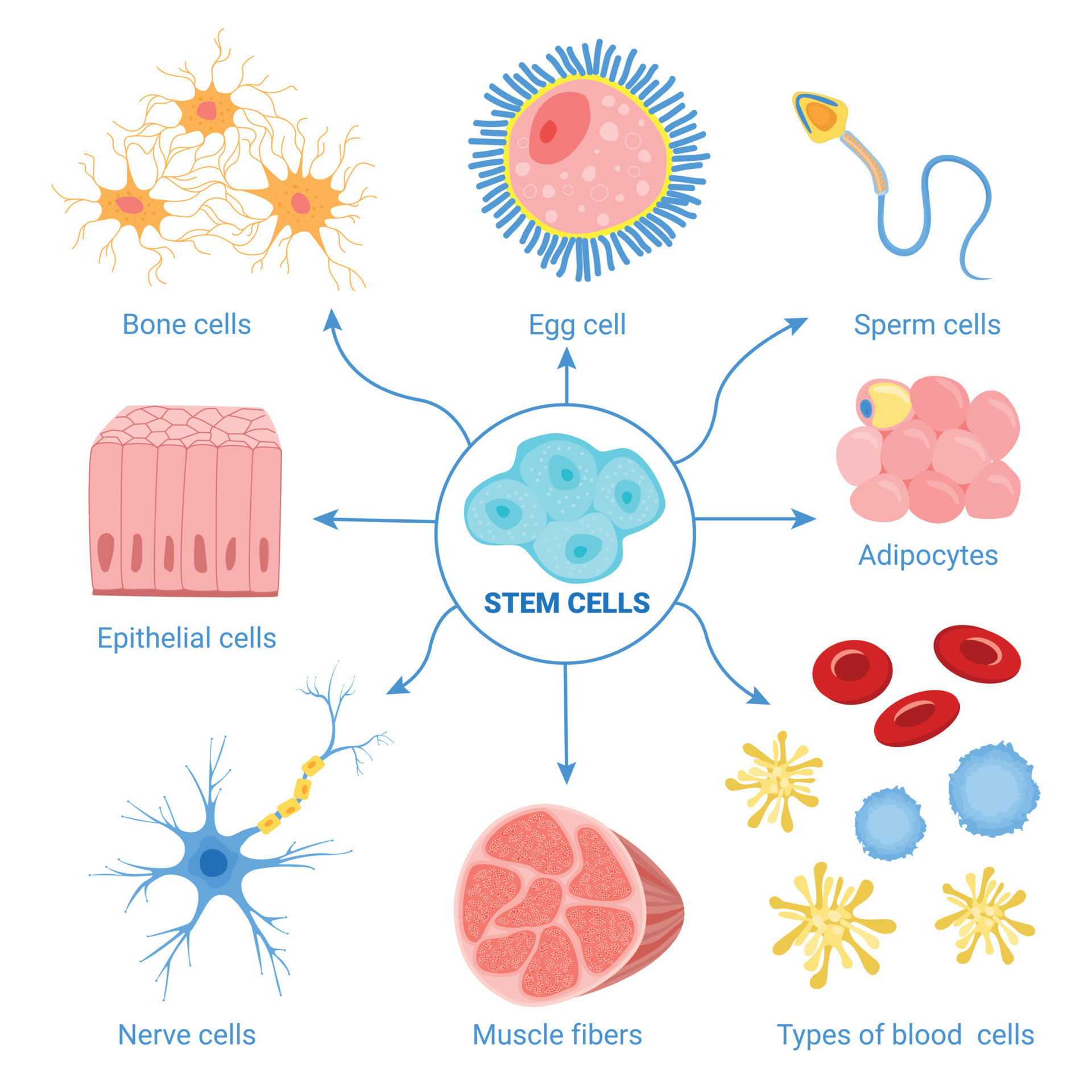 Human Cells Diagram Set 8441405 Vector Art at Vecteezy Biology Diagrams