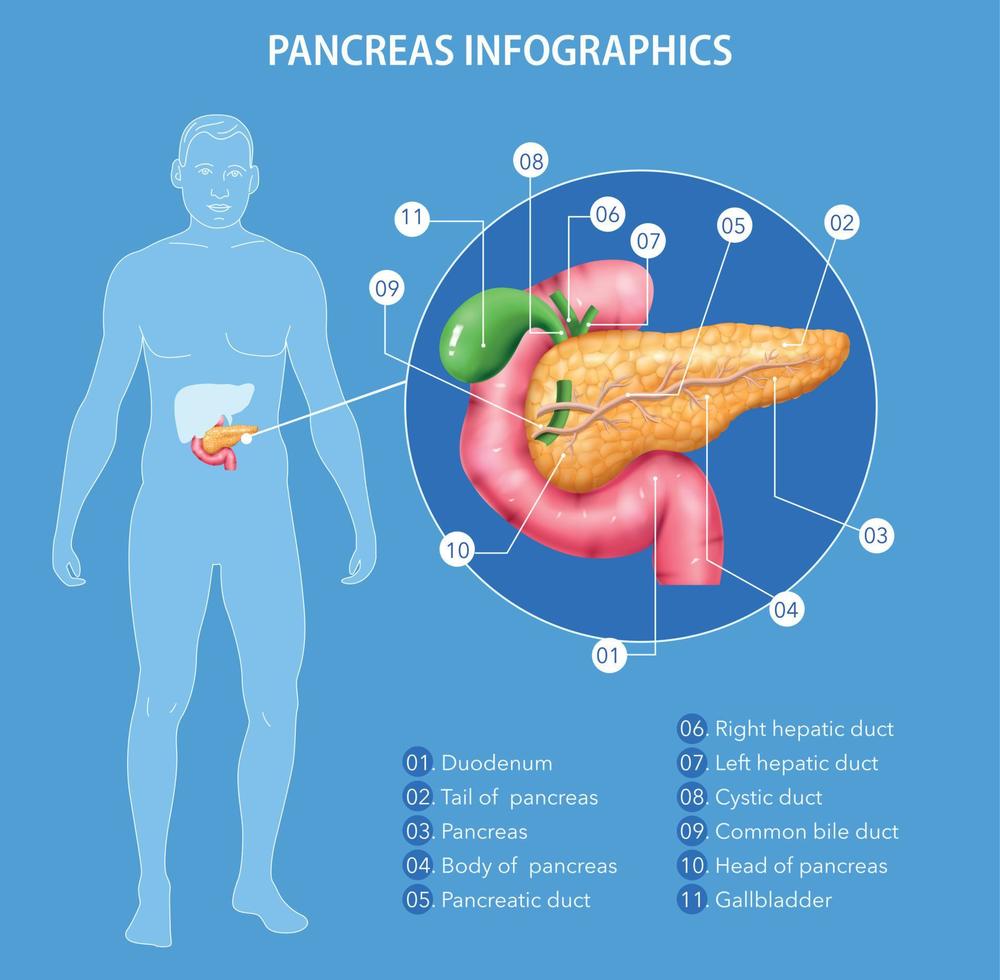 infografía realista de la anatomía del páncreas vector