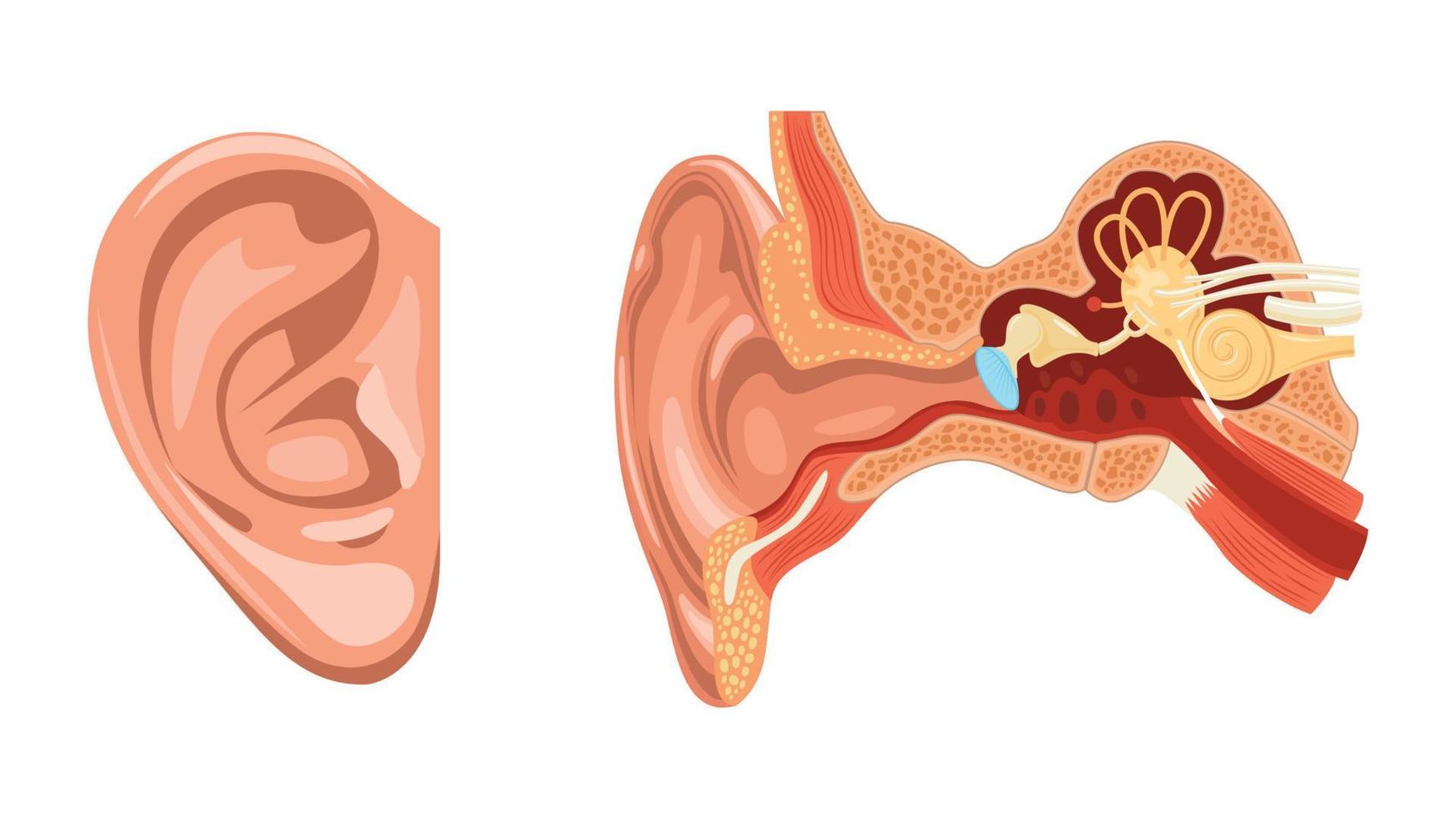 Ear Anatomy Realistic Set vector