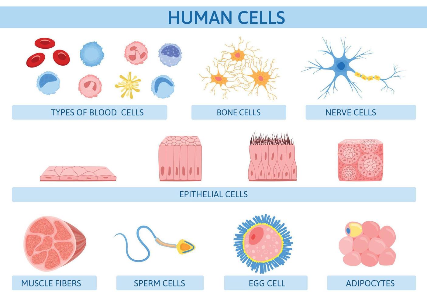 infografías planas de células humanas vector