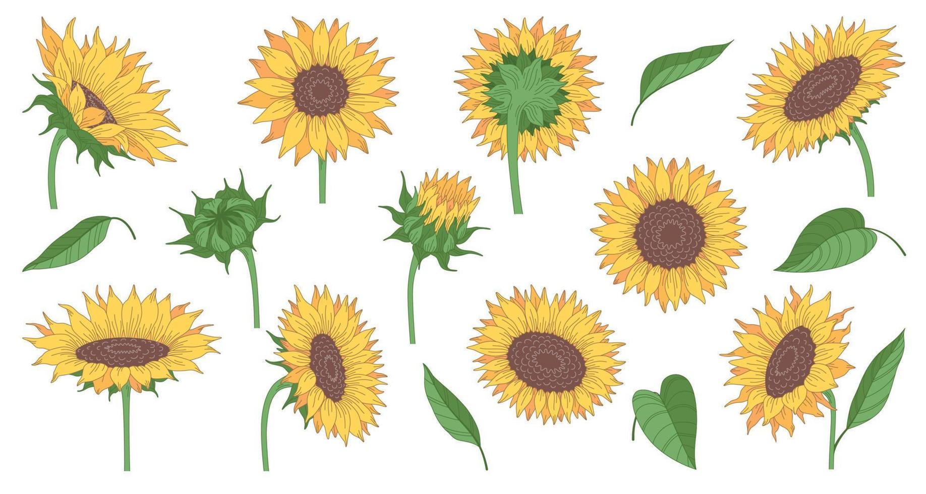 Sunflowers Cartoon Set 8443475 Vector Art at Vecteezy Sunflowers Cartoon Set 8443475 Vector Art at Vecteezy