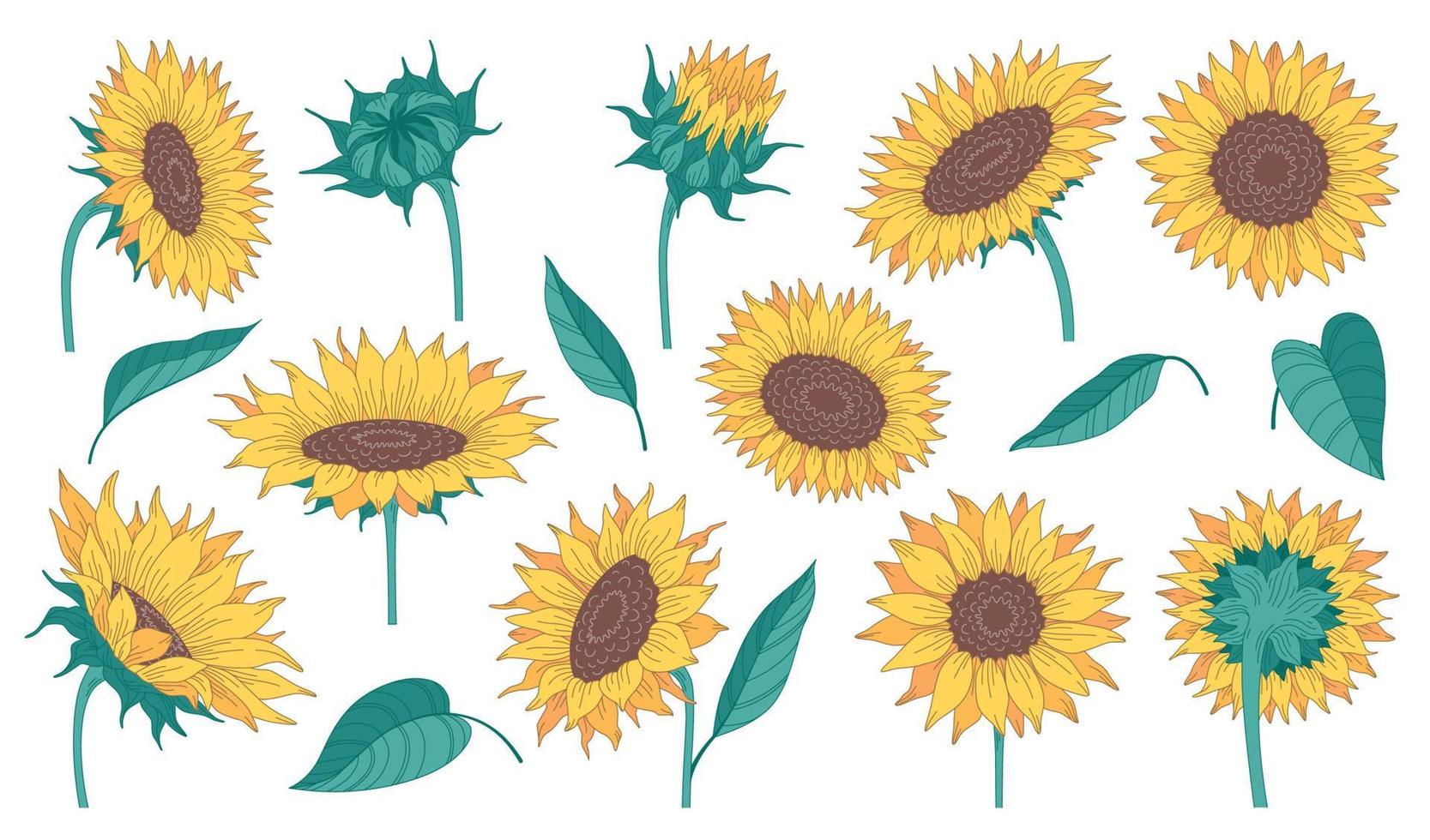 colección de dibujos animados de girasoles vector