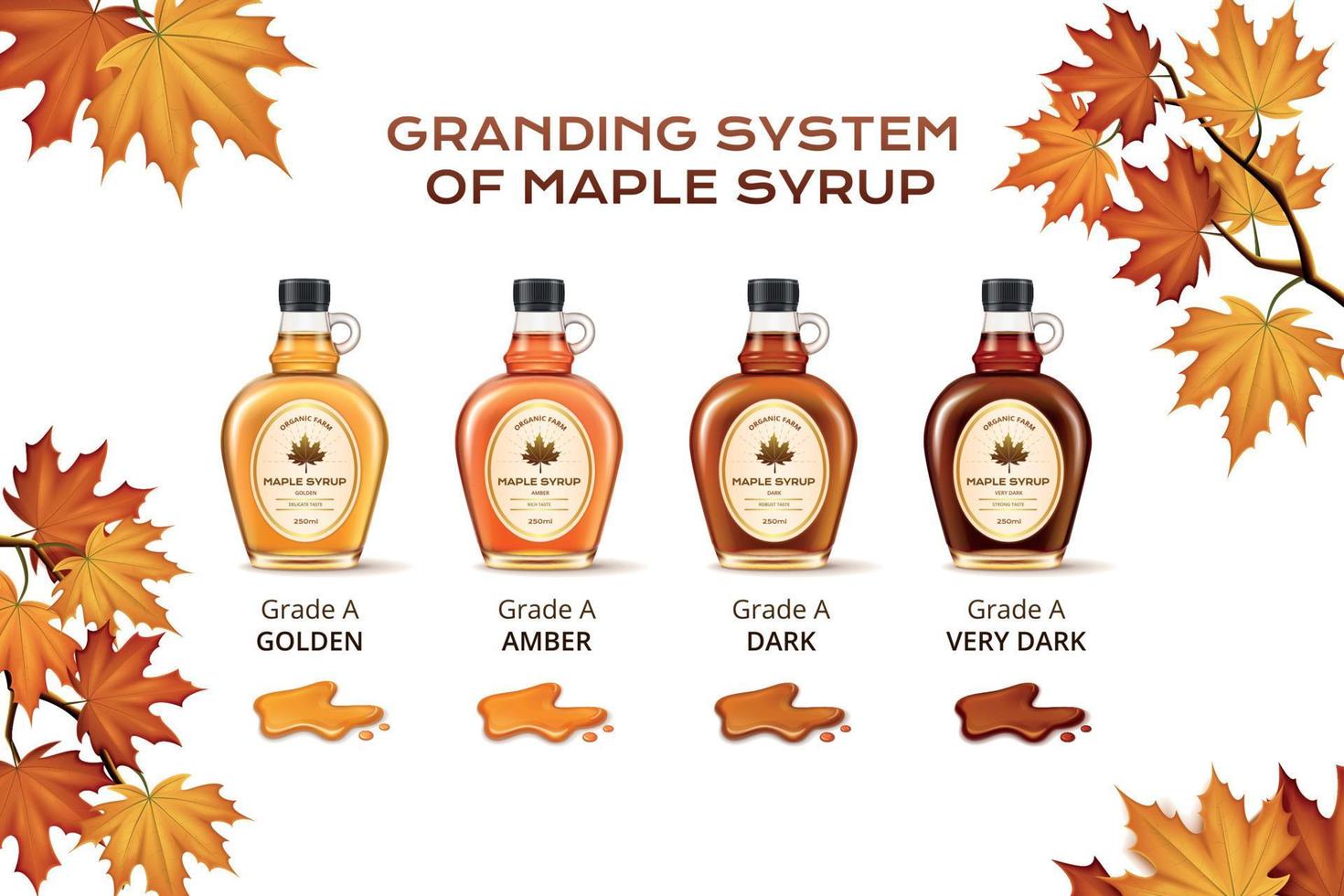 Maple Syrup Composition vector