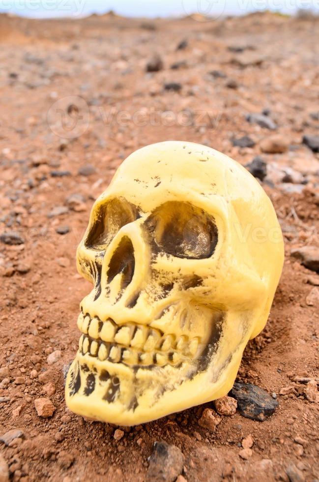 Abandoned Human Skull photo