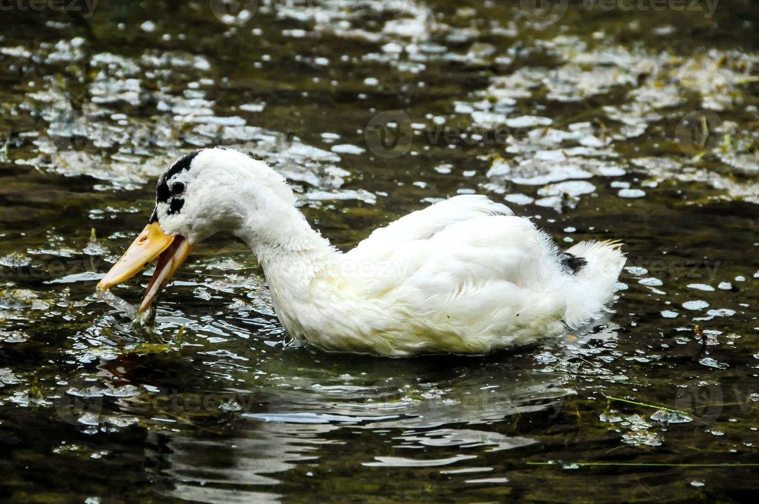 Muscovy Duck Swimming photo