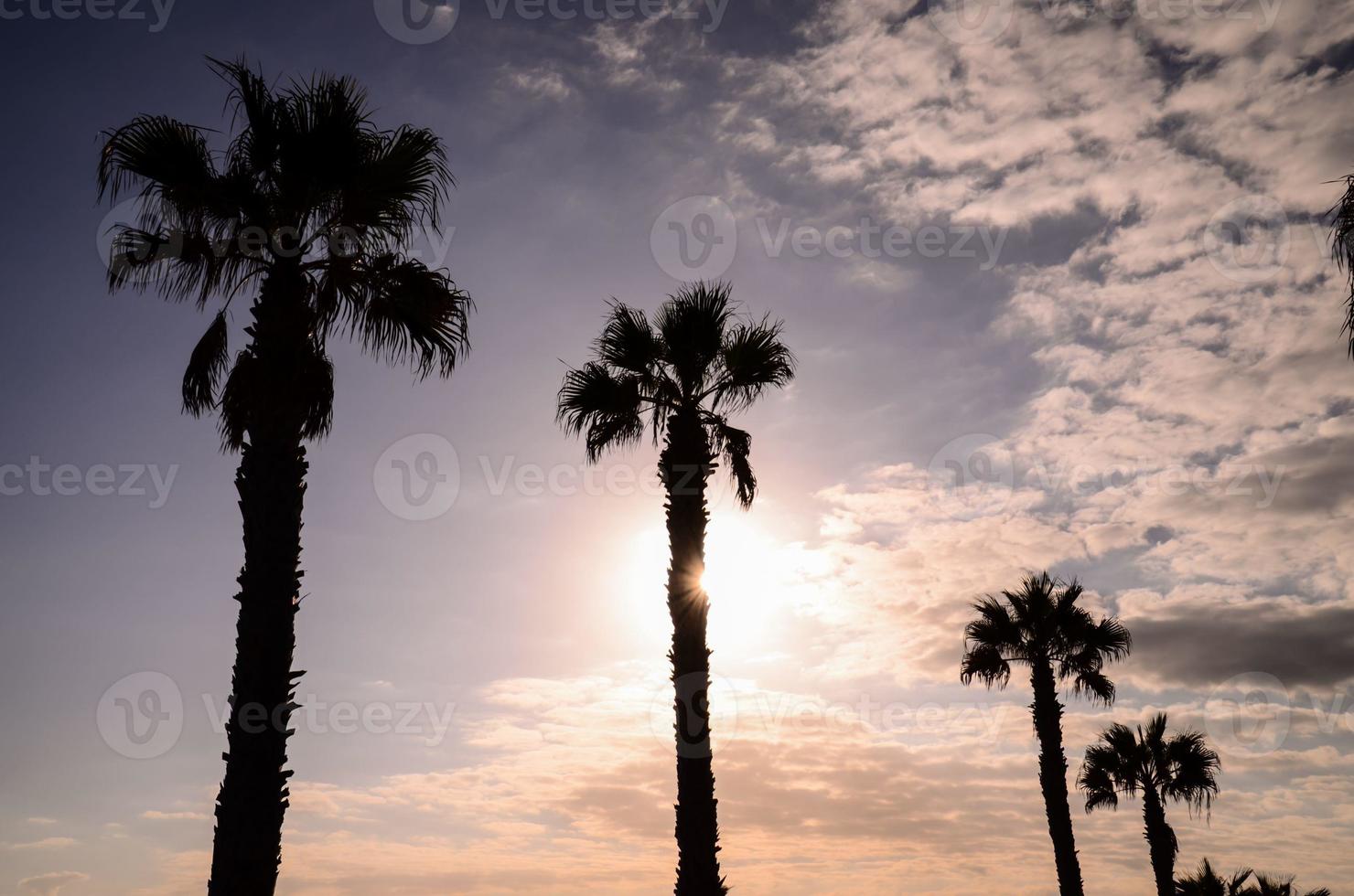 Palm Tree Silhouette photo