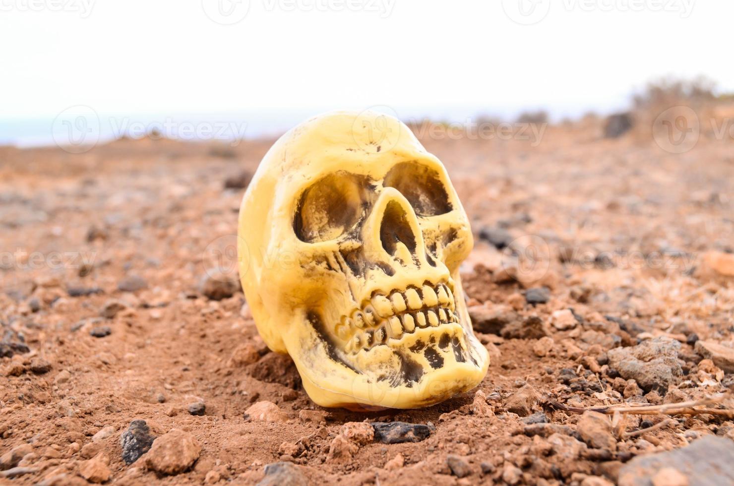 Abandoned Human Skull photo