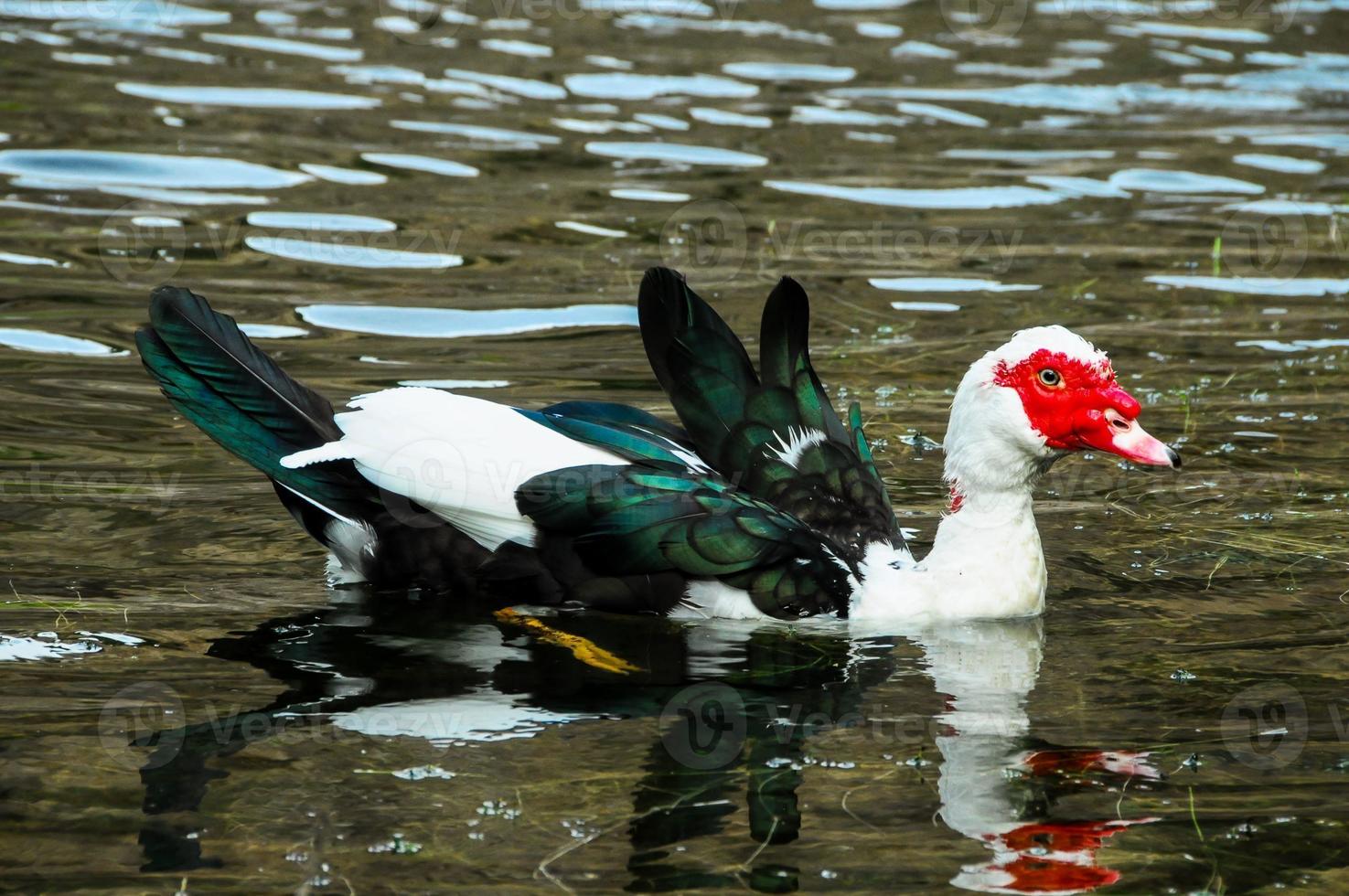 pato real nadando foto