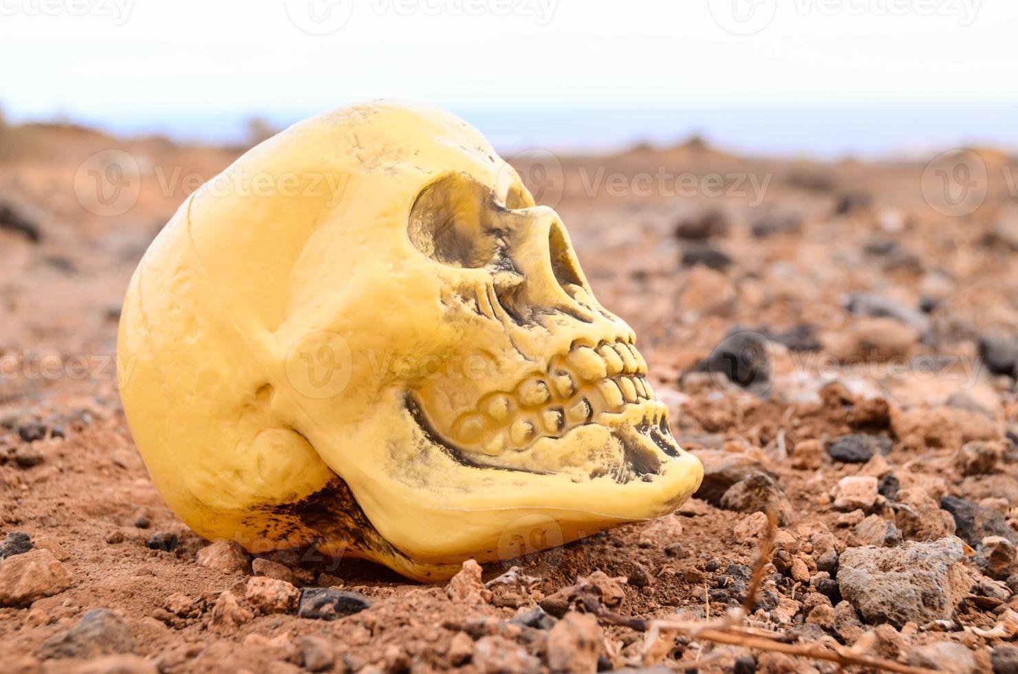 Abandoned Human Skull photo