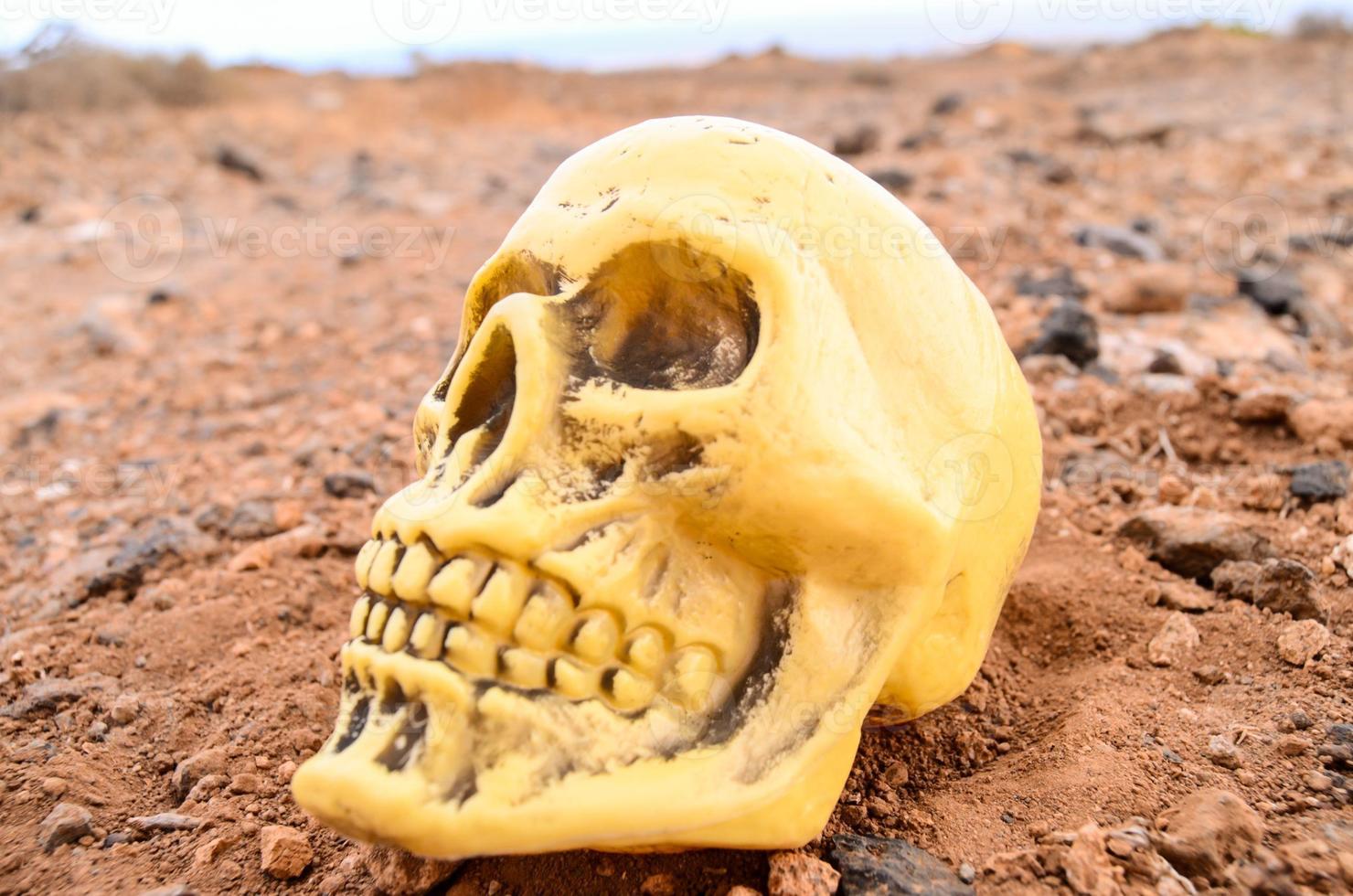 Abandoned Human Skull photo