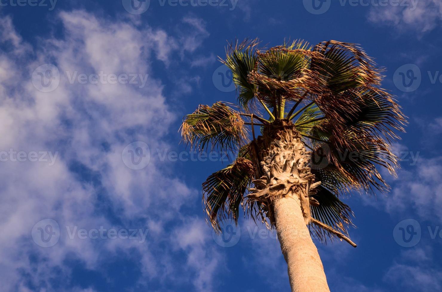 Green Palm Canarian Tree photo