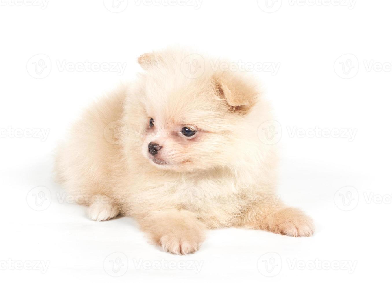 Pomeranian Spitz puppy on a white background photo