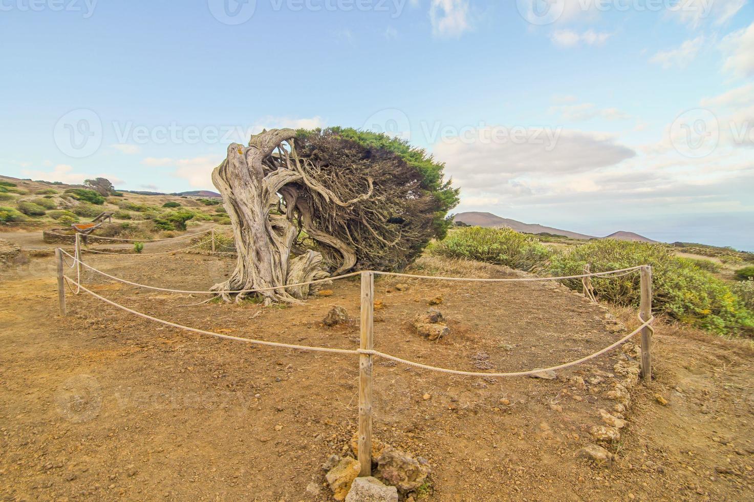 Gnarled Juniper Tree Shaped By The Wind photo