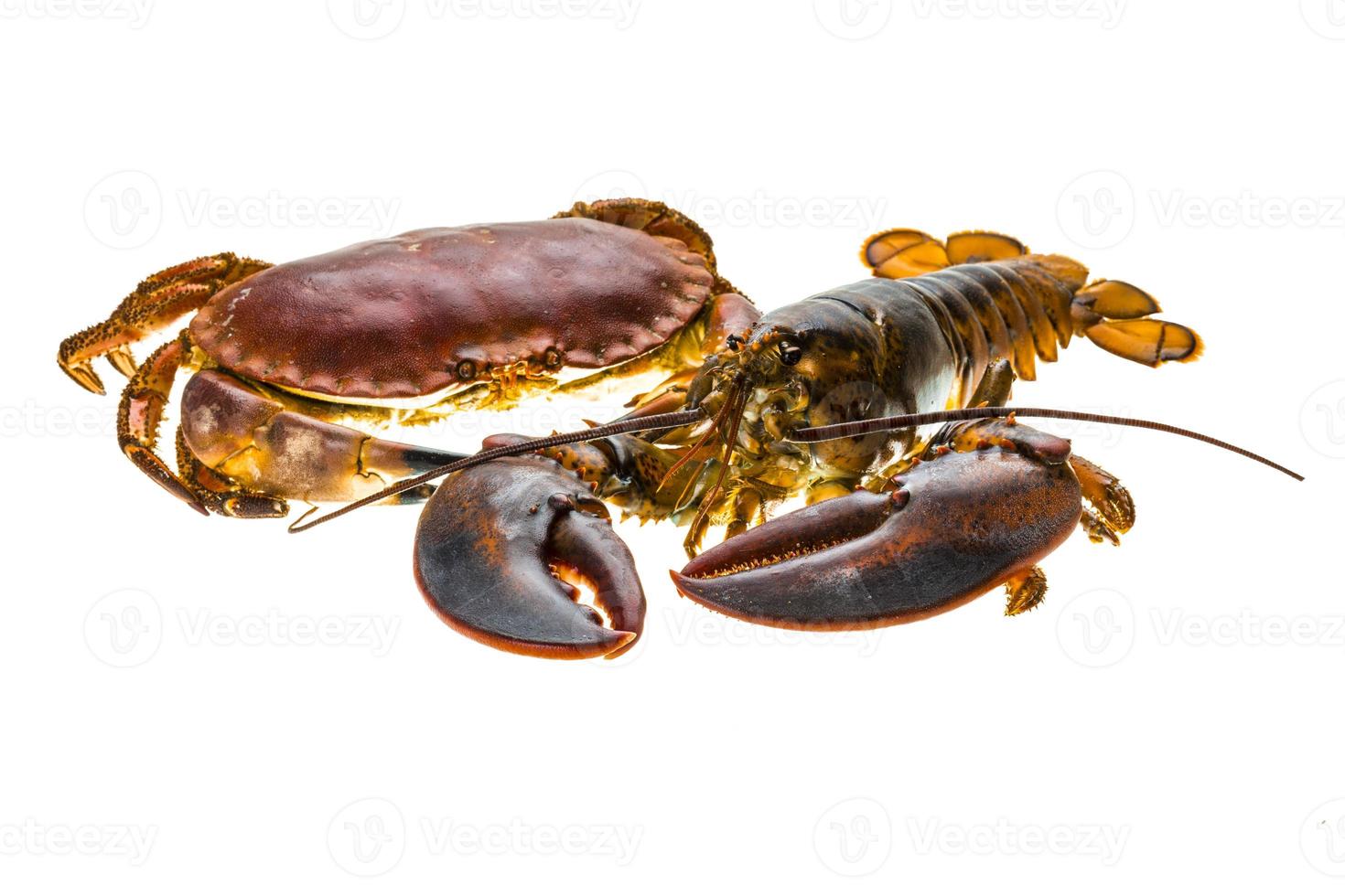 Raw Lobster and Crab photo