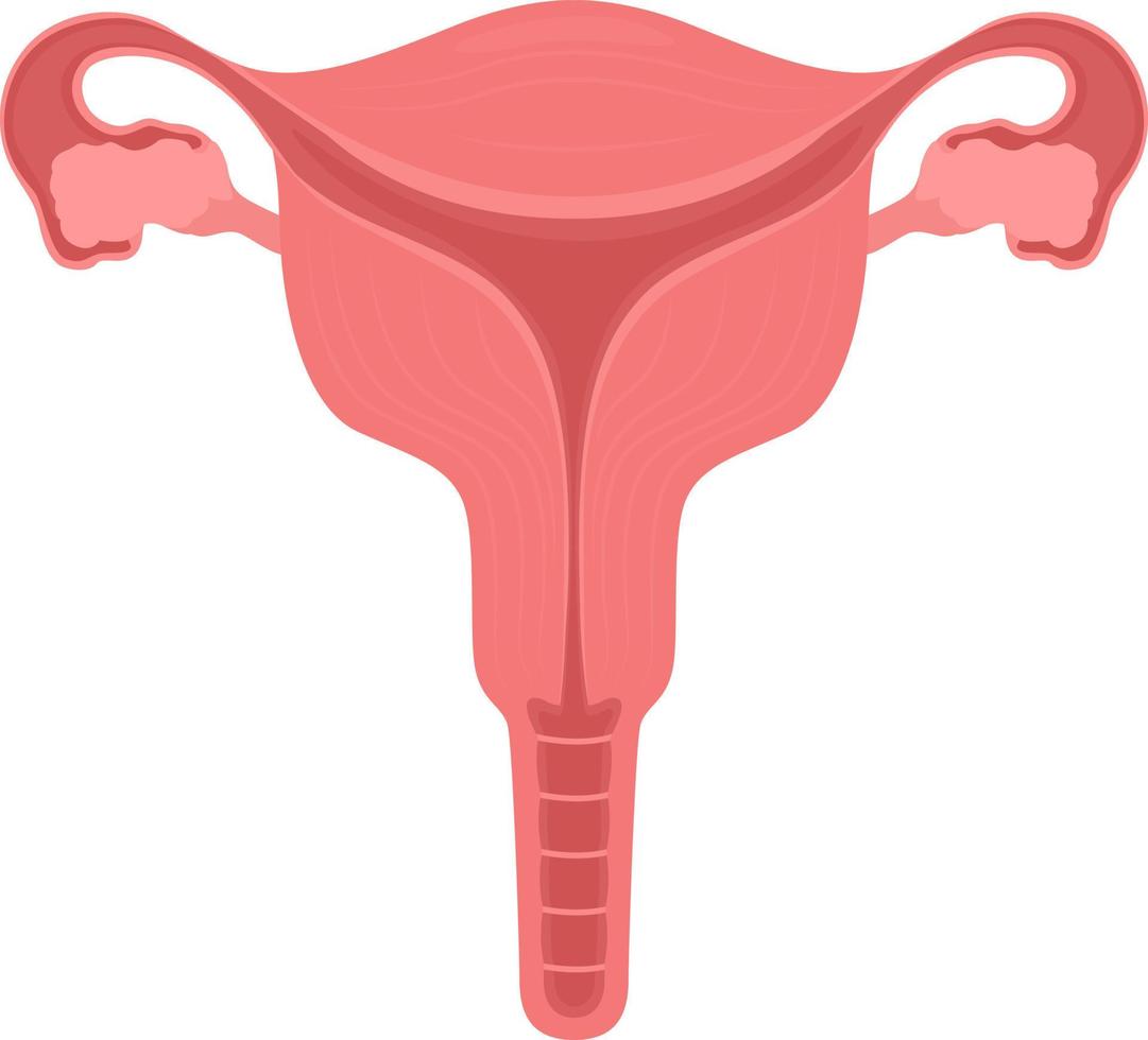 Female reproductive system semi flat color vector object