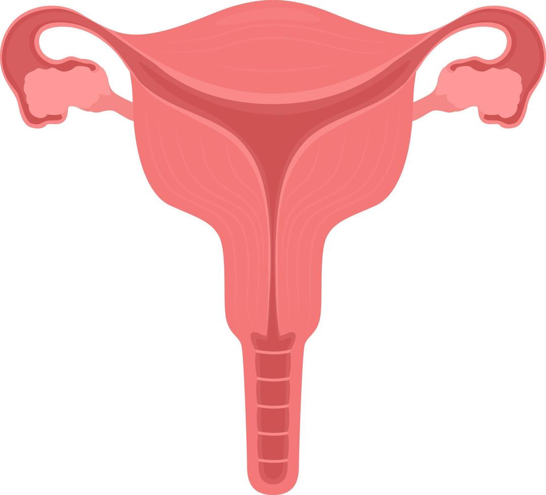 Female reproductive system semi flat color vector object