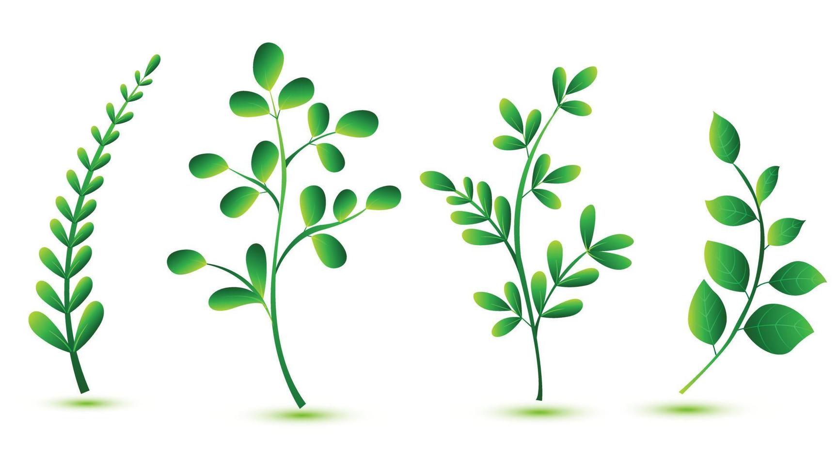 Elegant various shapes green leaves set design vector