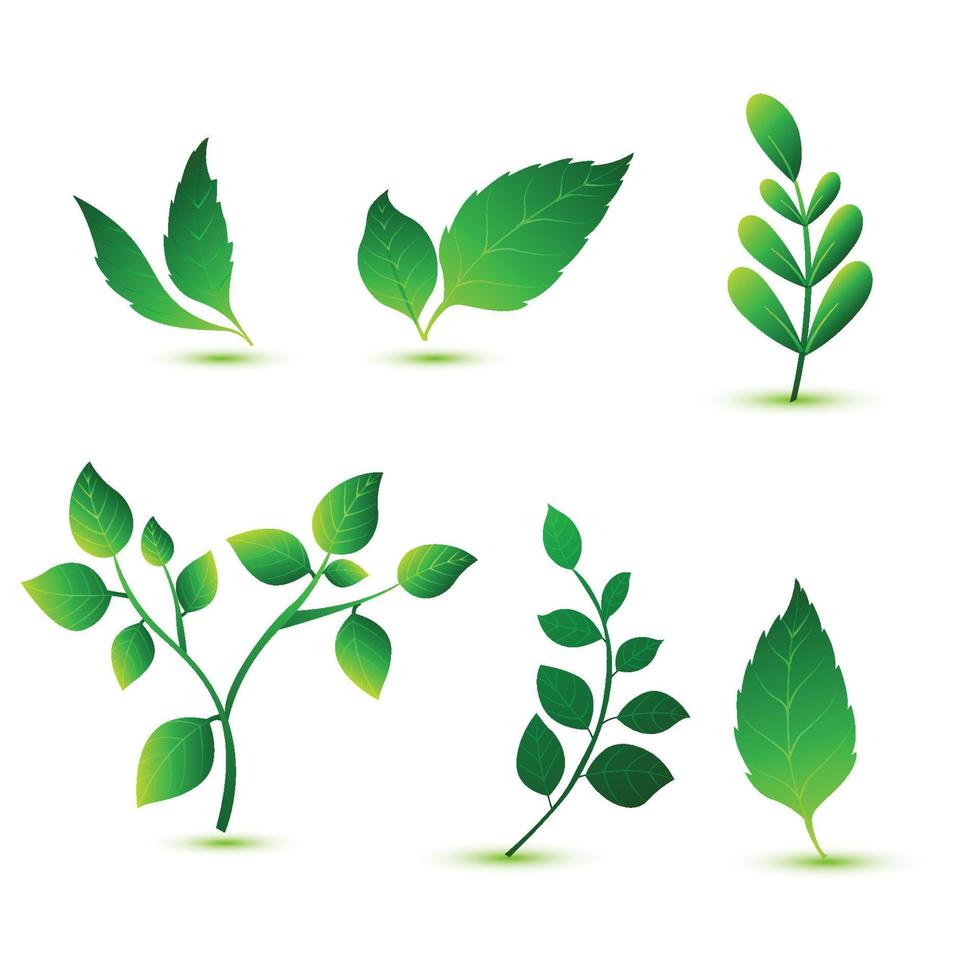 Elegant various shapes green leaves set design vector