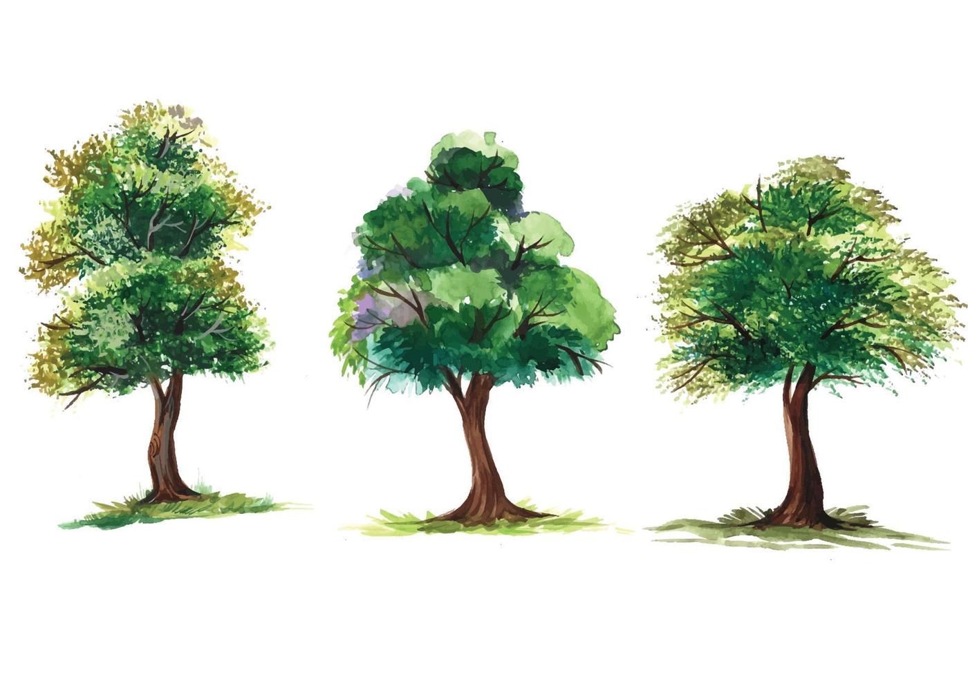 Set of various watercolor trees on transparent background vector