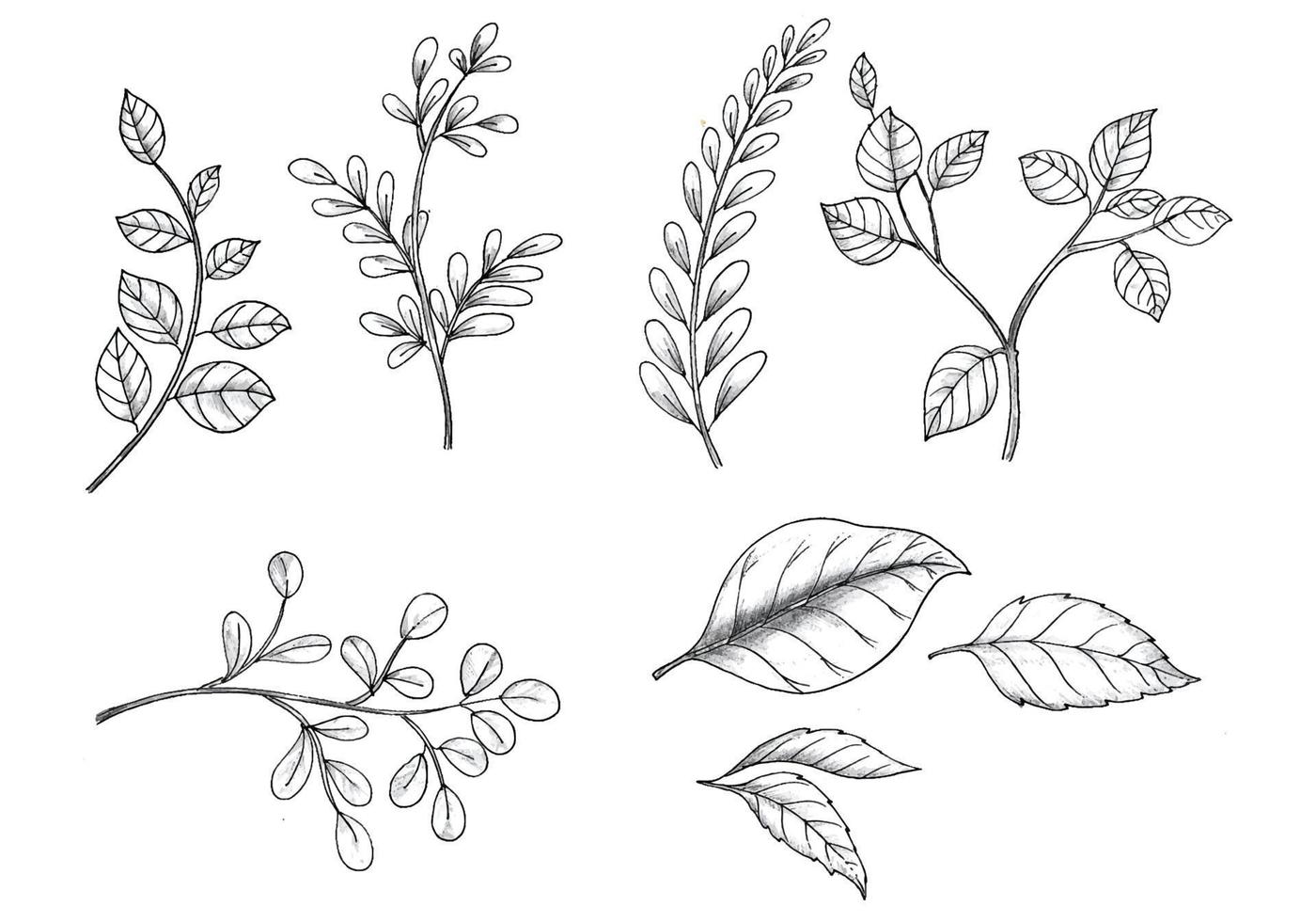 Set of various hand draw sketch leaves background vector