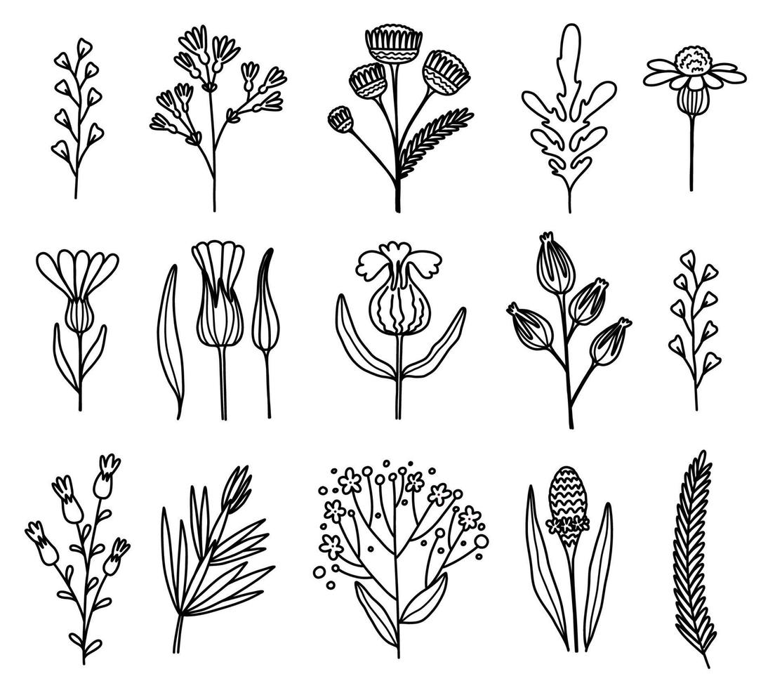 Flower graphic design. Vector set of floral elements with hand drawn flowers