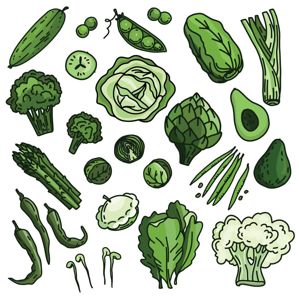 conjunto de verduras y hierbas verdes, comida vegetariana orgánica, ilustración vectorial aislada en fondo blanco vector