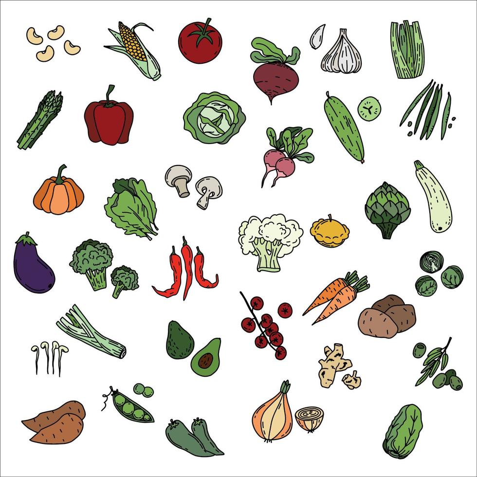 Sketch vegetables. Vintage hand drawn garden vegetable collection. Carrots broccoli potato salad mushroom farming vector set. Salad and carrot, sketch mushroom illustration