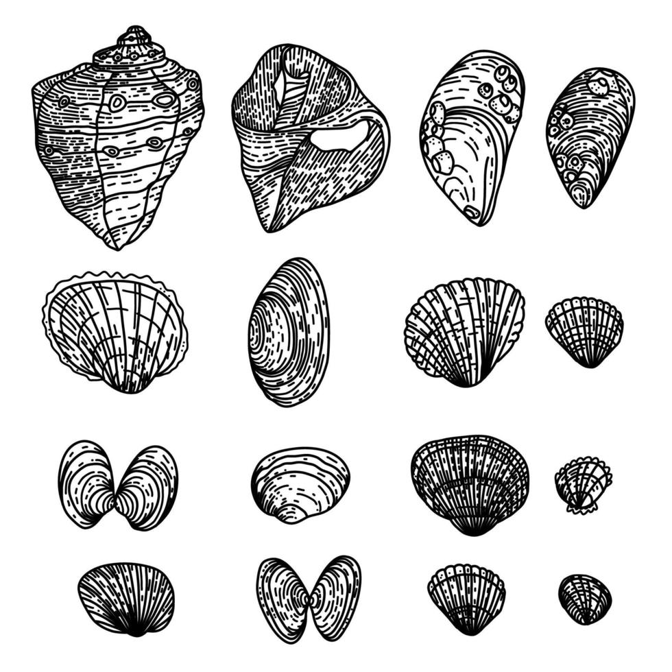 Vector set of illustrations, various shells. The concept of summer time and maritime mood. Black and white illustration in the style of doodles