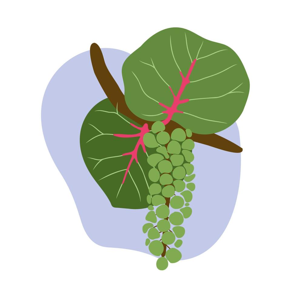 coccoloba uvifera frutas planas dibujadas a mano, uva marina colgando de un árbol de uva de bahía fuente de multivitaminas ilustración de vectores de frutas tropicales exóticas