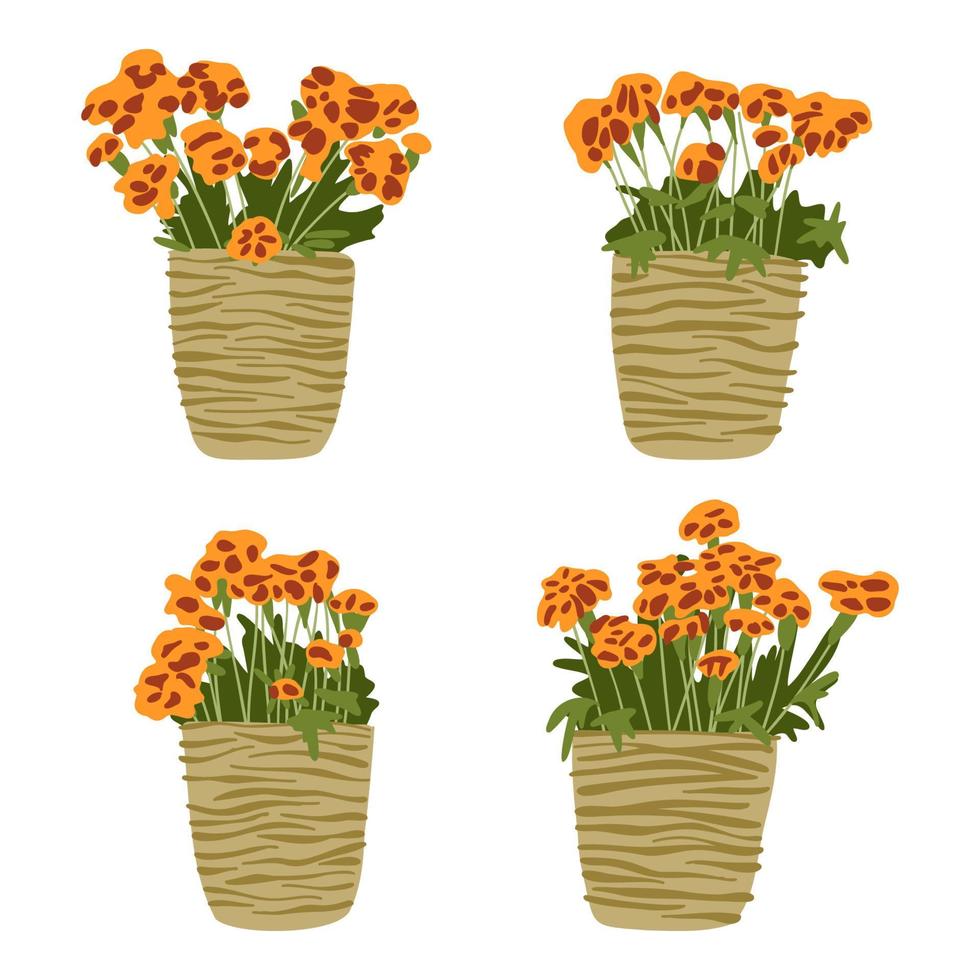 Flowers in ceramic pots set, blossom marigold flowers in pottery cups collection, house plants, garden elements for cards interior design vector illustration