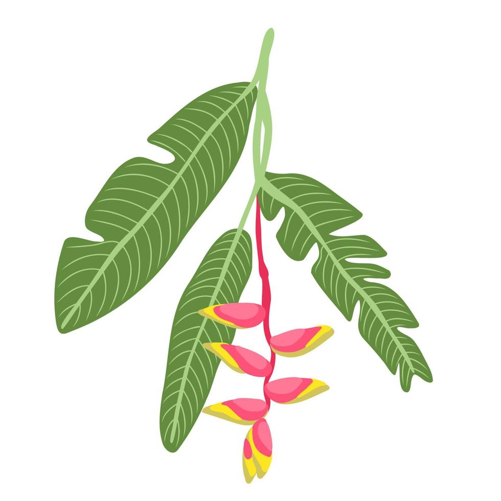 heliconia bihai hojas y flores. flor tropical floreciente. planta exótica de verano. para ilustraciones de vectores de patrones de carteles de tarjetas.