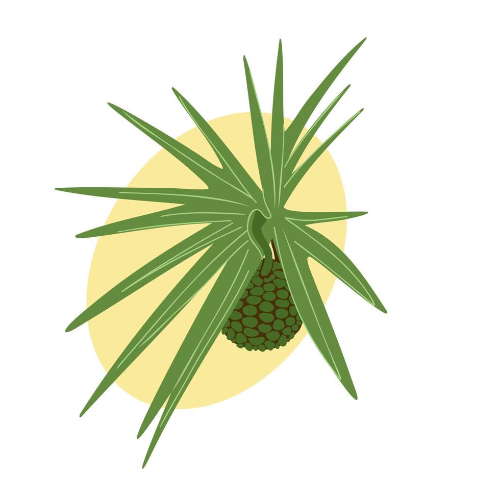 hala fruta y hojas, pandanus tornillo maduro pino verde exótico tropical fruta y planta vector ilustración