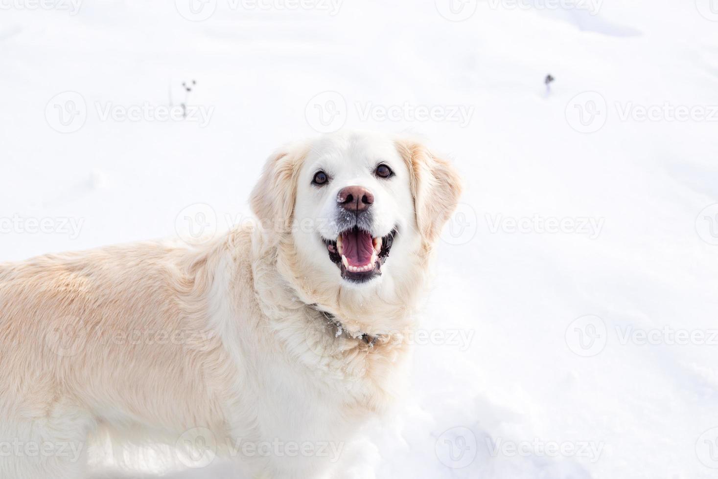 Large white labrador golden retriever dog in winter landscape runs in the snow. photo