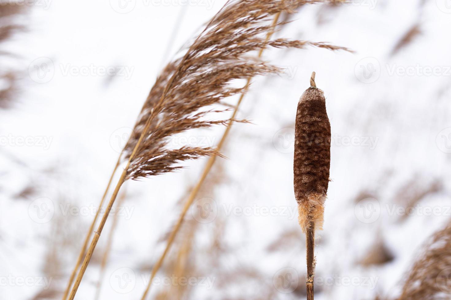 ramas de hierba de pampa en el fondo de la naturaleza invernal. foto