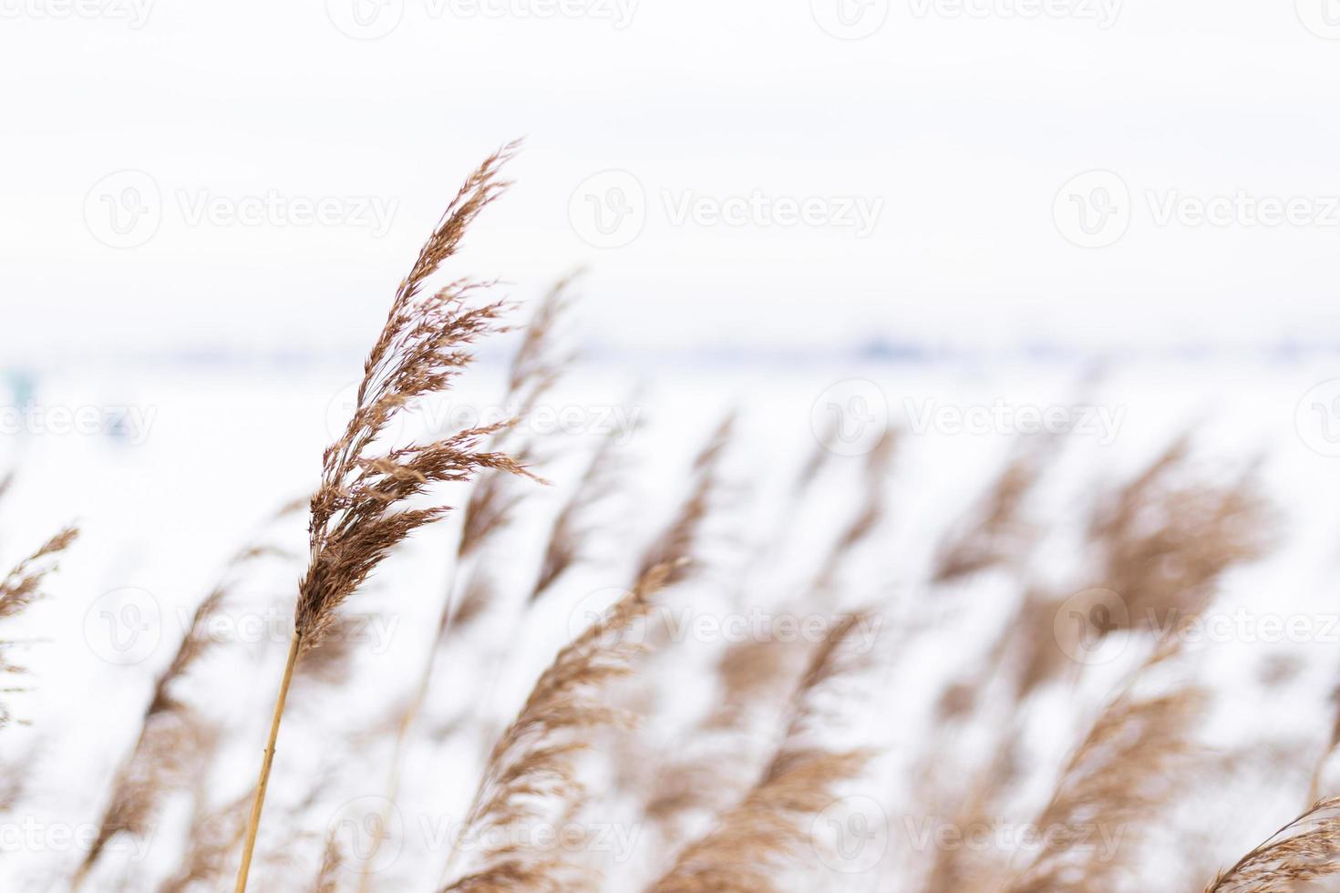 Pampas grass branches on the background of winter nature. photo