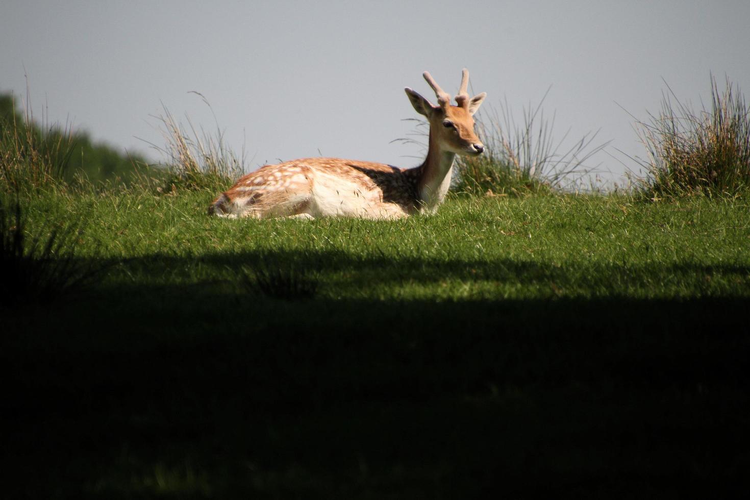 A close up of a Fallow Deer photo