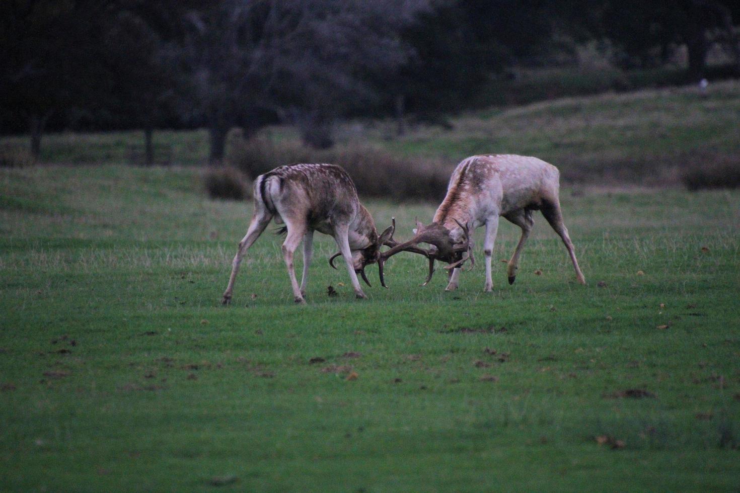 A close up of a Red Deer in the Countryside photo