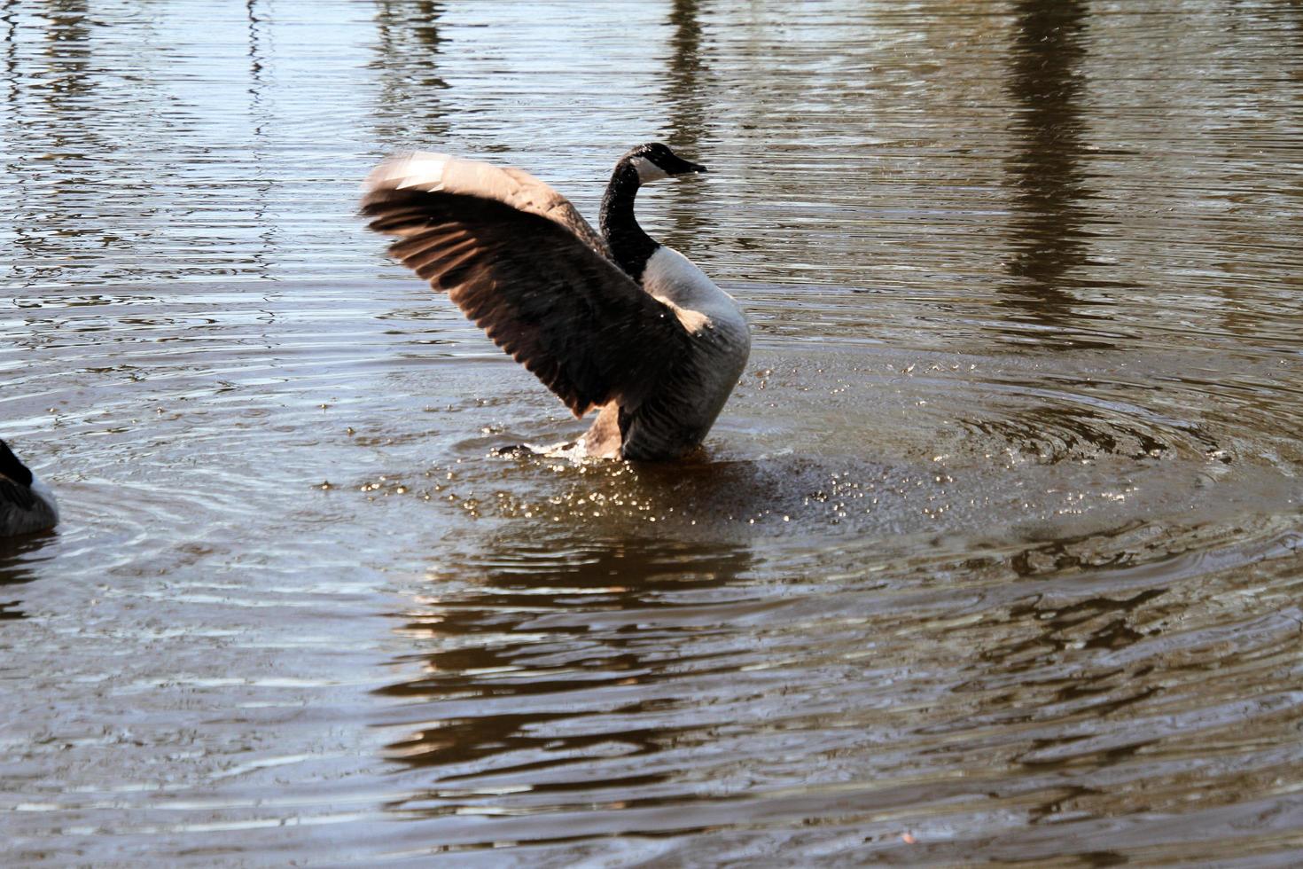 A close up of a Canada Goose photo