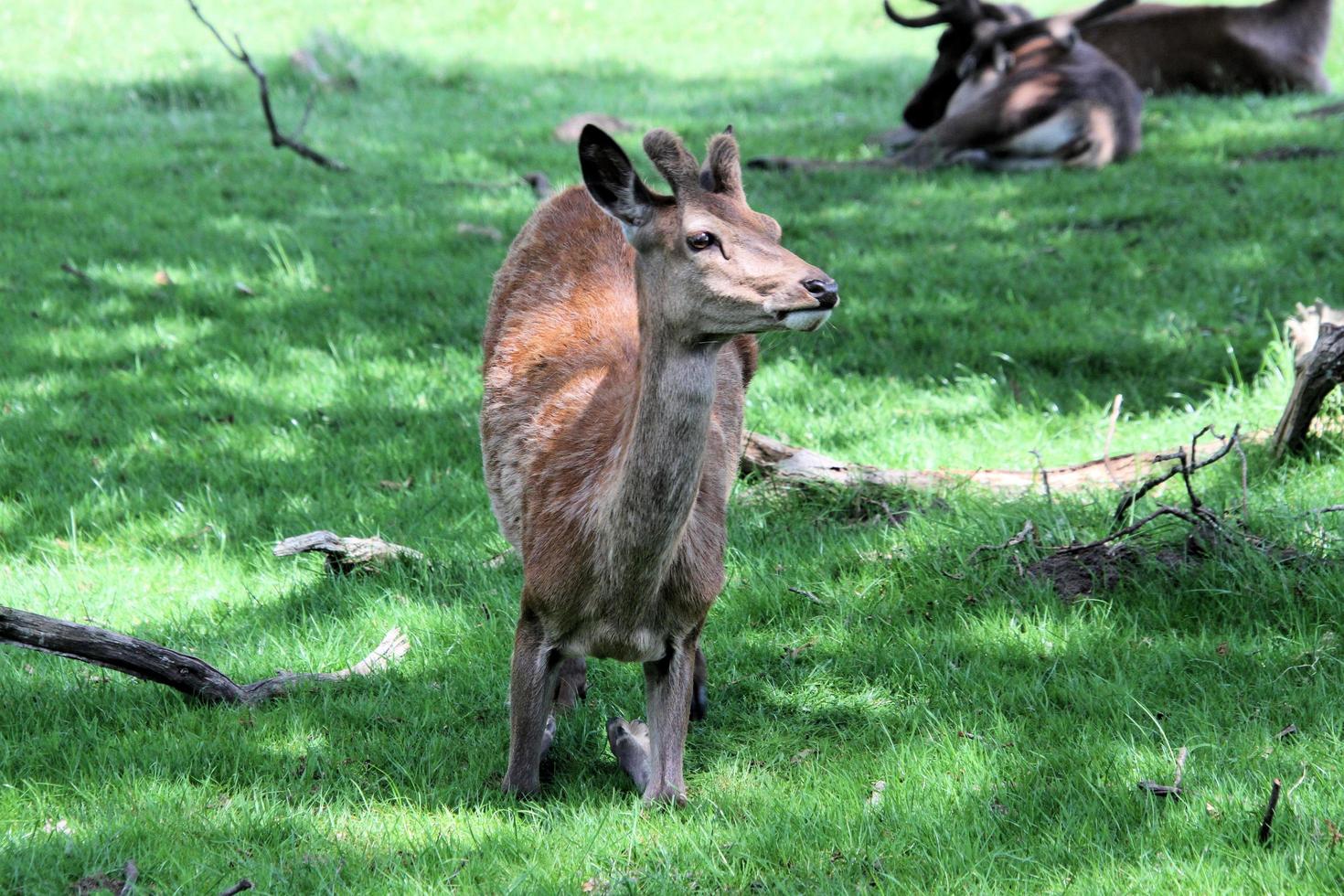 A view of a Red Deer in the countryside photo