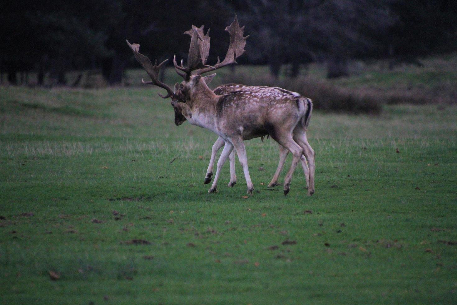 A close up of a Fallow Deer in the Countryside photo