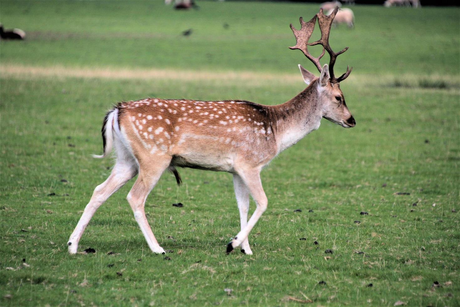 A close up of a Fallow Deer in the Countryside photo