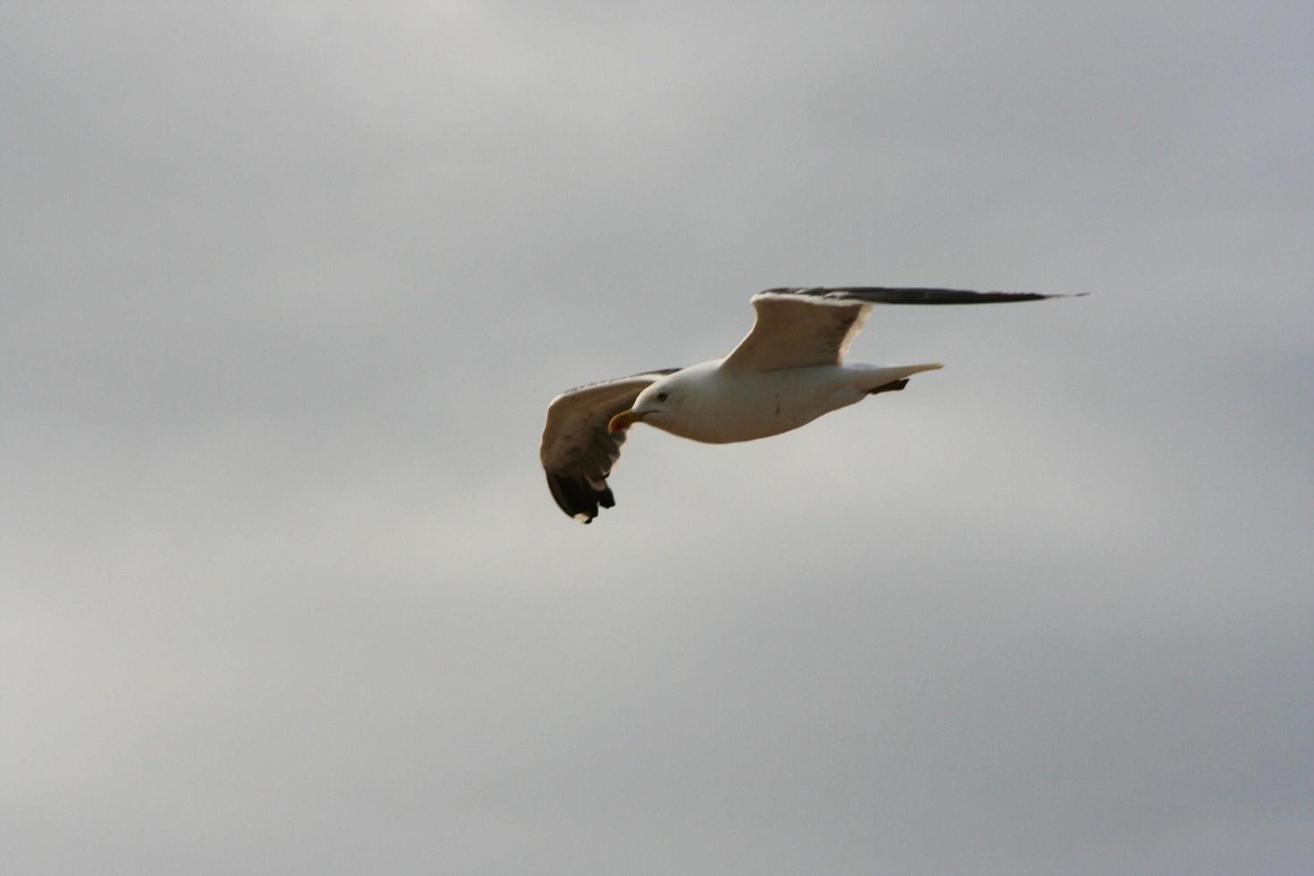 A close up of a Seagull photo