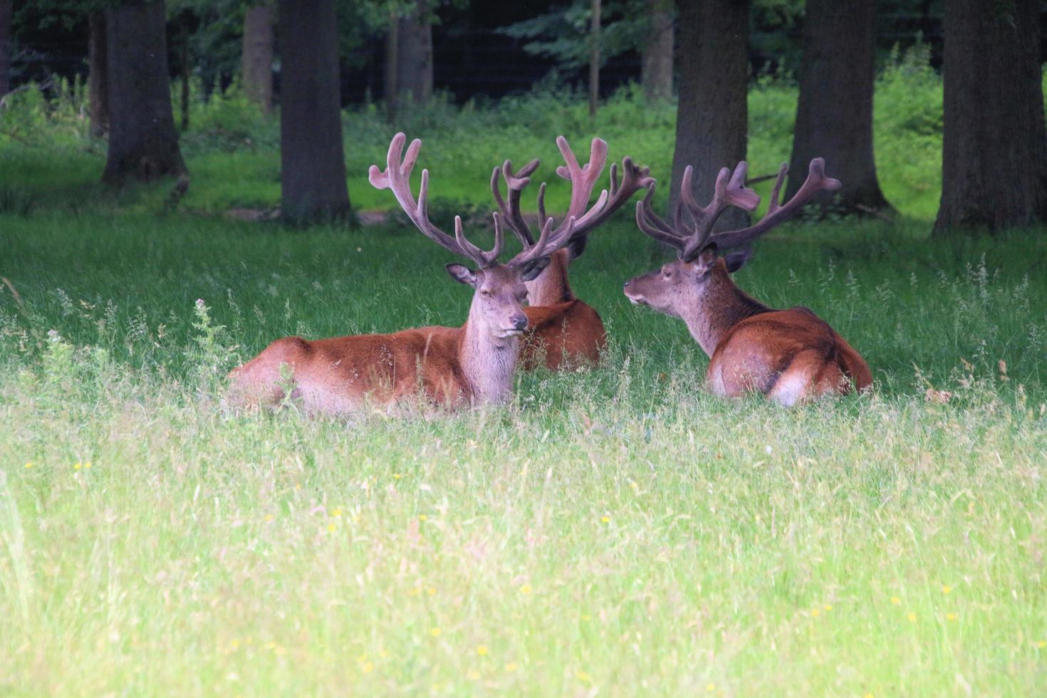 A close up of a Red Deer photo