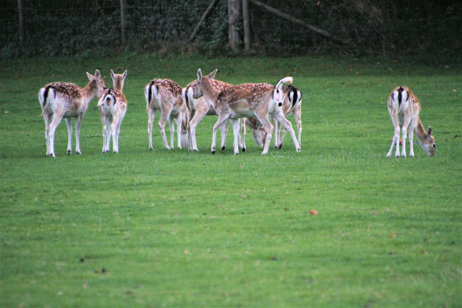 A view of a Fallow Deer in the countryside photo