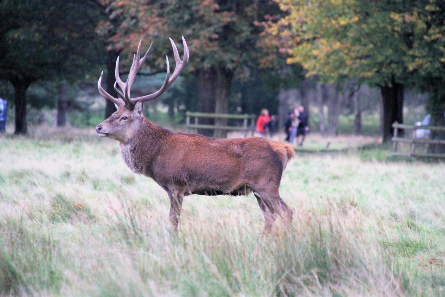 A view of a Red Deer in the countryside photo