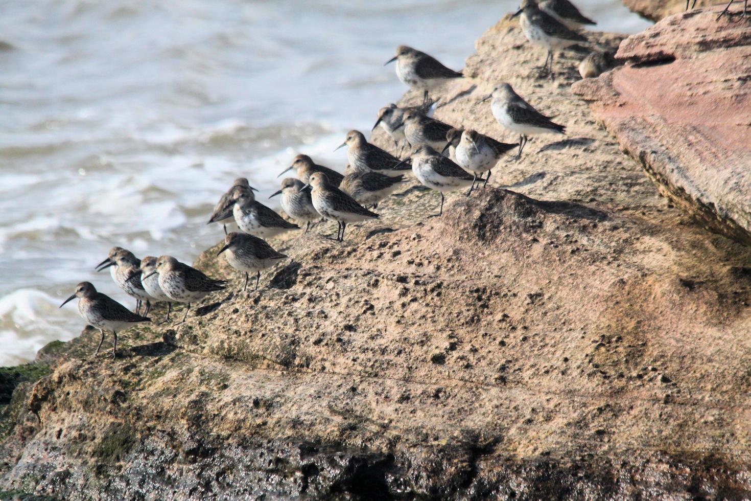 A view of Birds on Hilbre Island on the Wirral photo